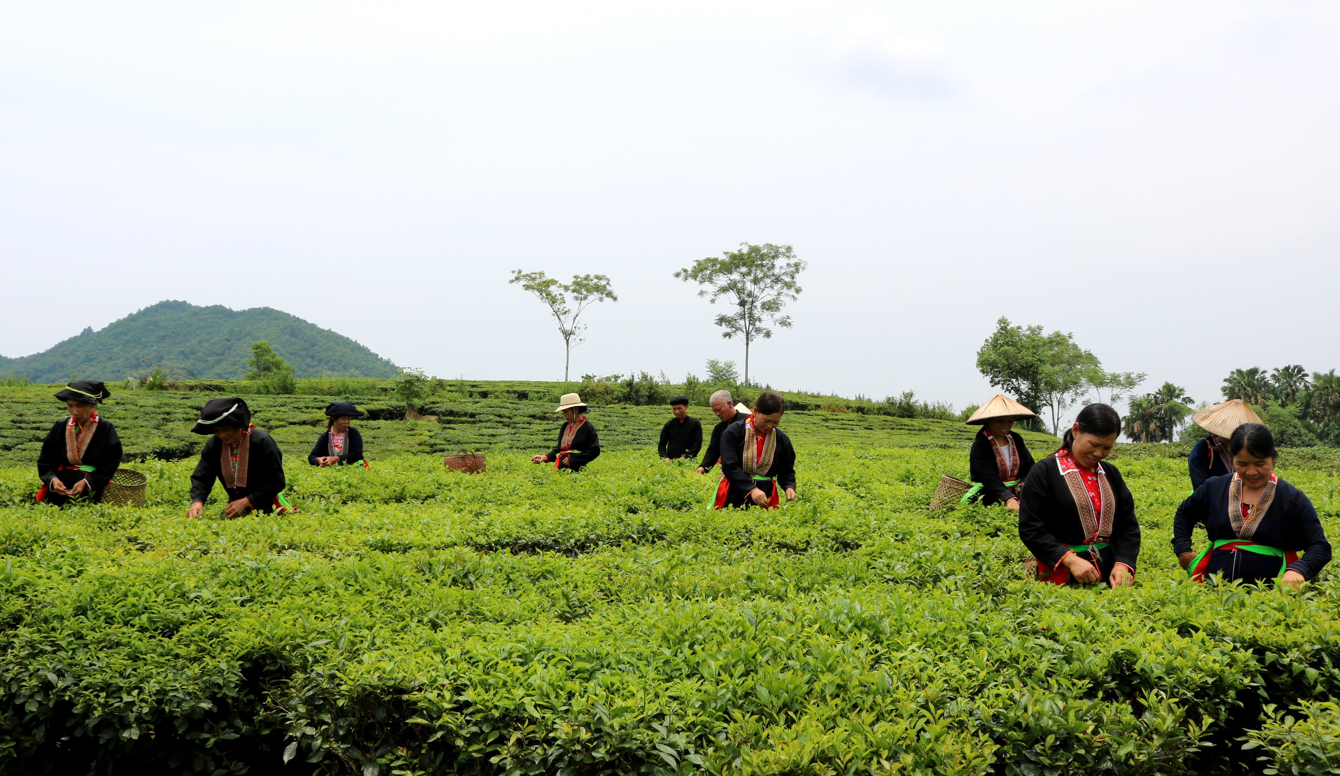 Nắng mới trên đồi chè