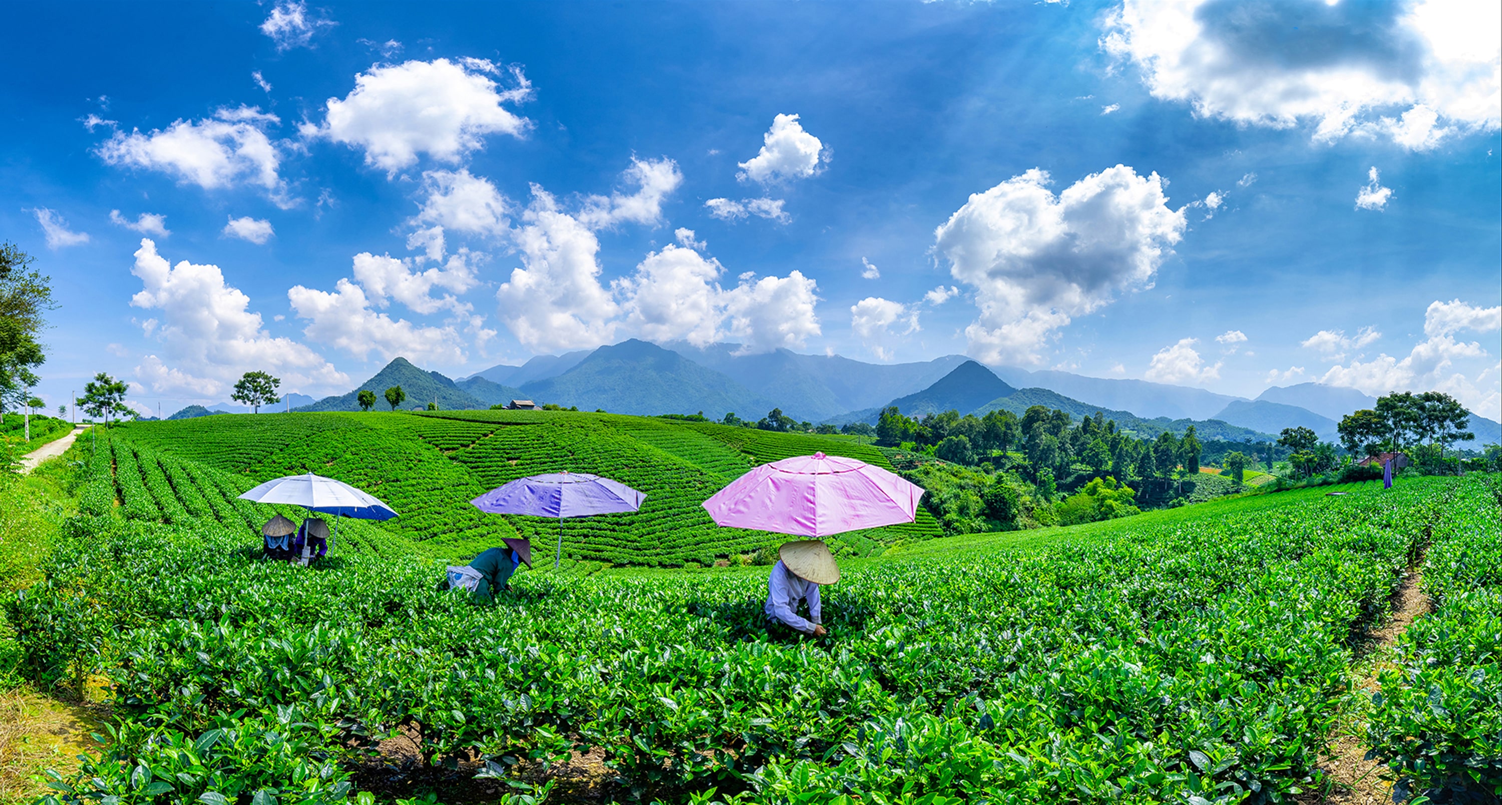Nương chè mùa xuân