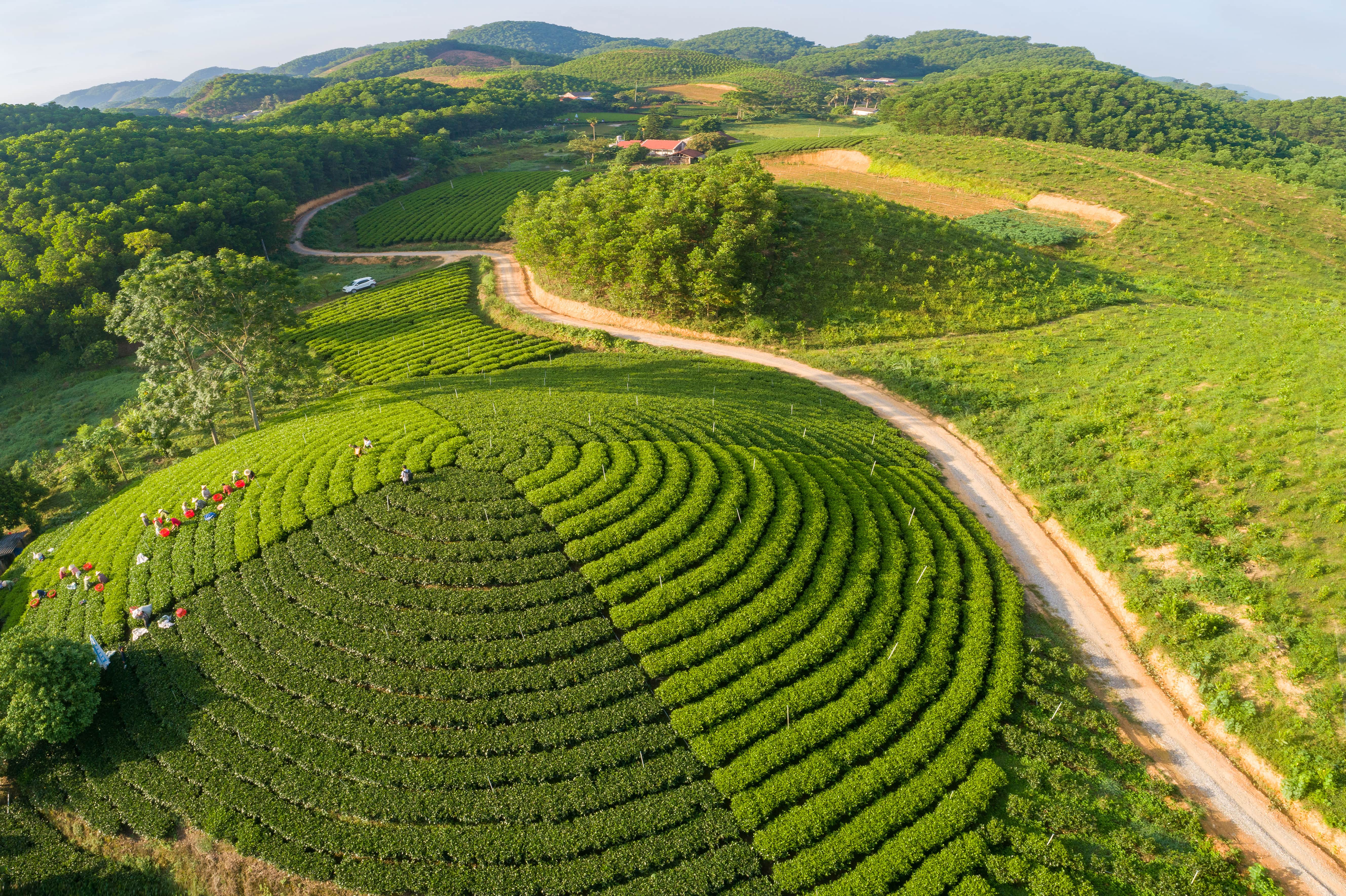 Đồi chè Văn Hán